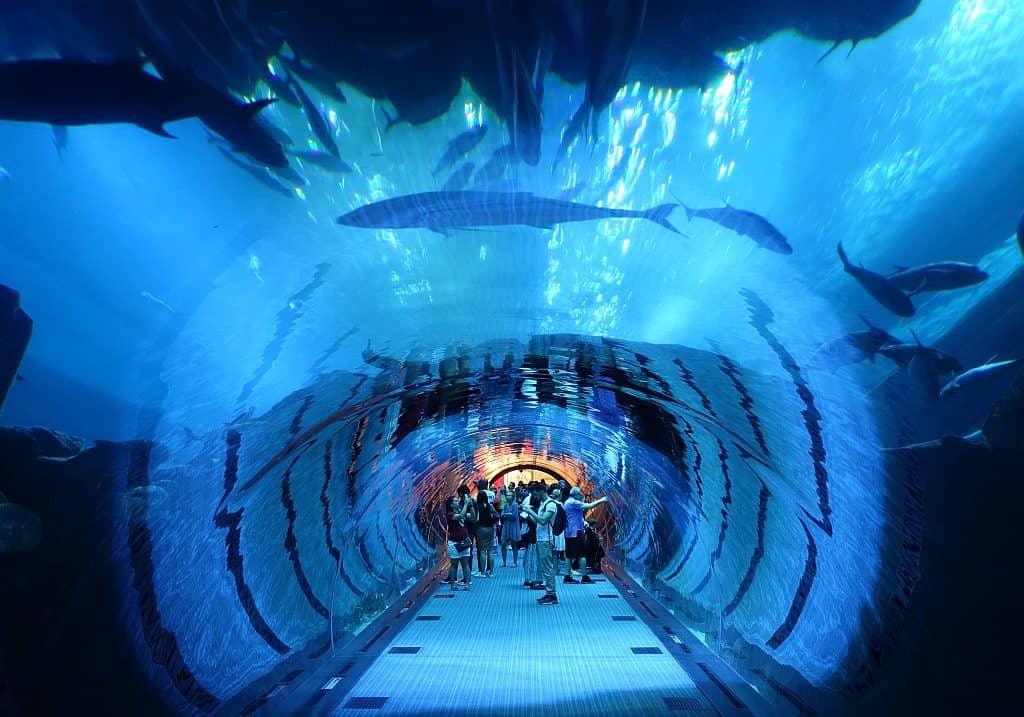 Ein In Der Dubai Mall Dubai De