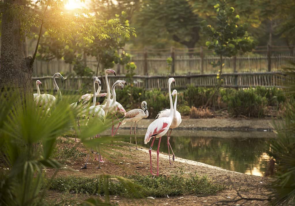 Flamingo Dubai Safari Park