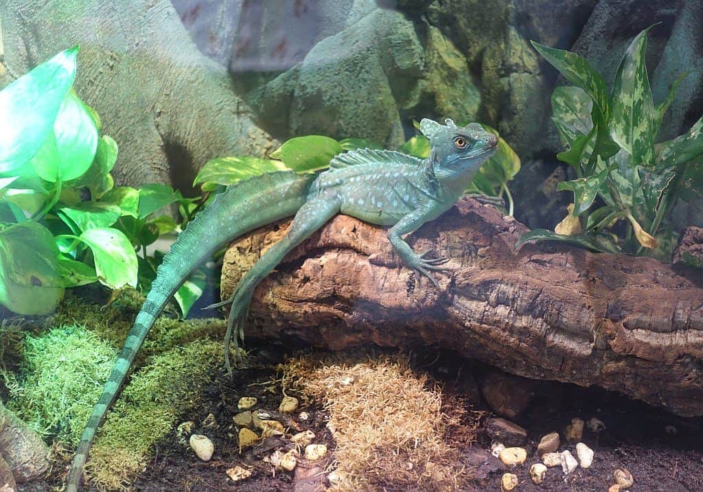 Gecko im Green Planet Dubai