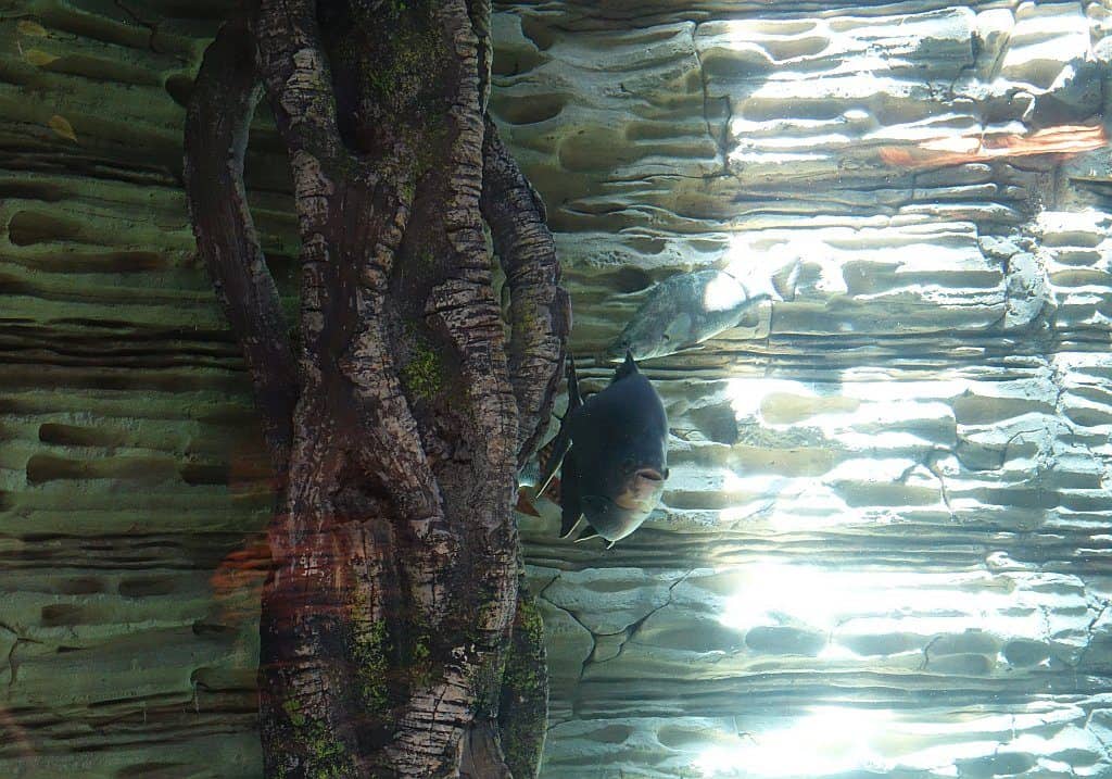 Fisch Green Planet