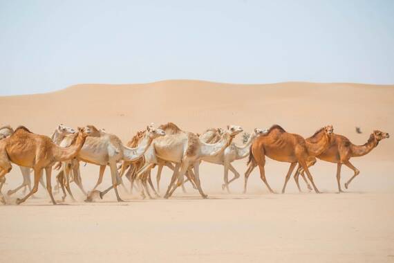 Kamele in Dubai Al Marmounm