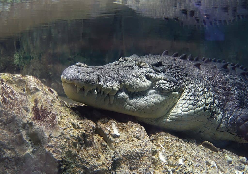 Krokodil Dubai Aquarium