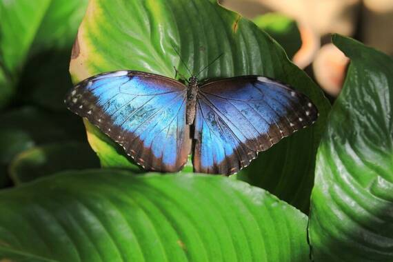 Dubai Butterfly Garden