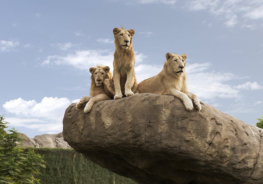 Dubai Safari Park Löwen