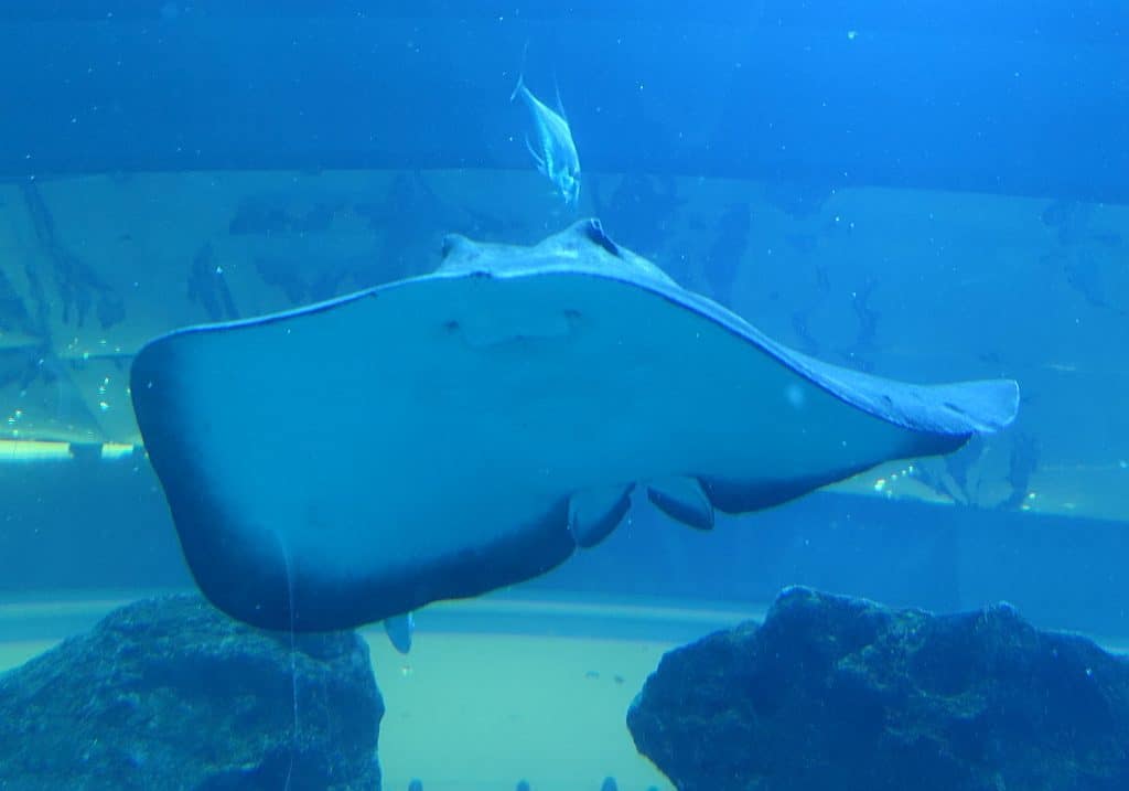 Mantarochen Dubai Aquarium