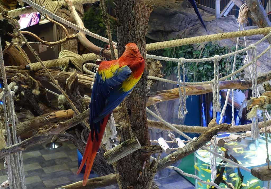 Papagei Dubai Aquarium