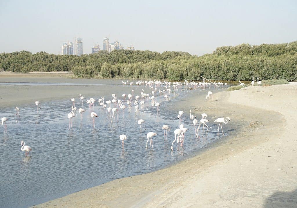 Flamingos in Dubai