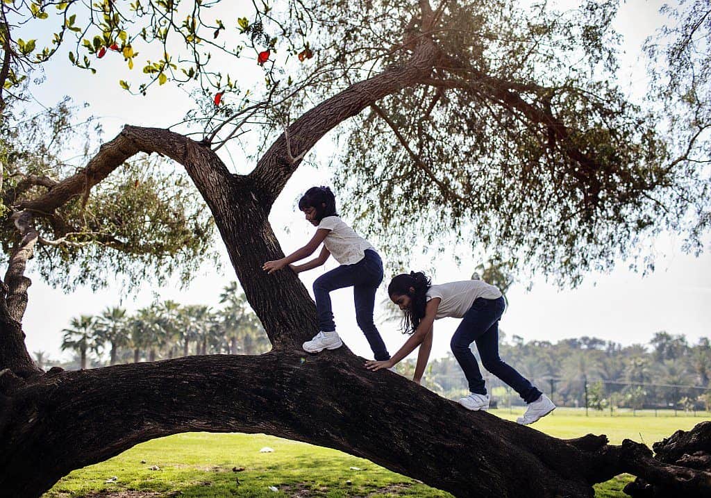 Baum im Safa Park Dubai